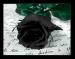 BlackRose